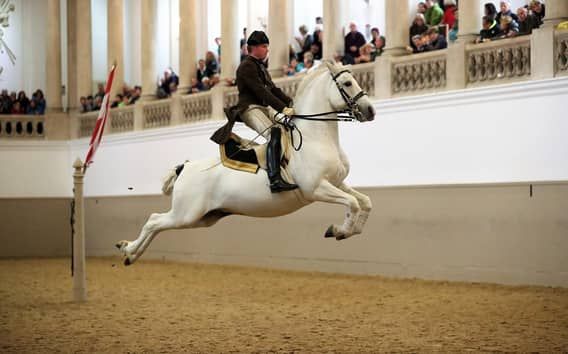 Aufführung der Lipizzaner an der Spanischen Hofreitschule